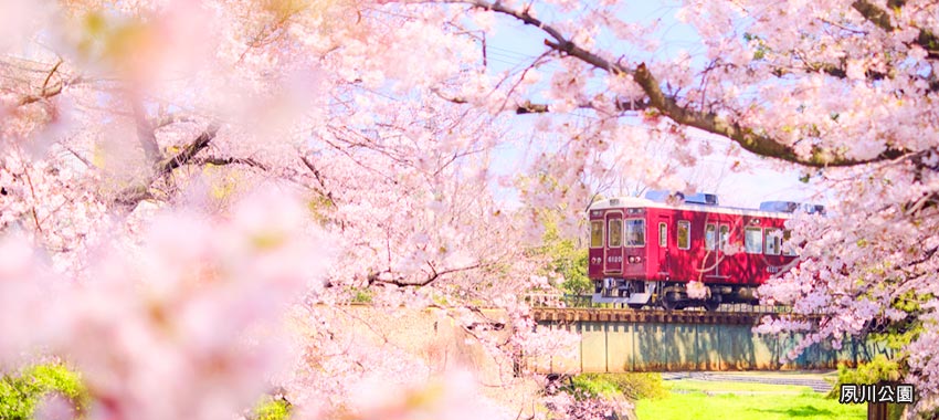 夙川公園(日本櫻百選)